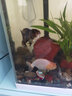 AIPHAROW精品蘭壽金魚(yú)活魚(yú)潘氏觀(guān)賞魚(yú)奶牛淡冷水玉兔活體好養耐活國粹 9-10cm精品玉兔蘭壽 1條 曬單實(shí)拍圖