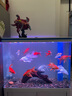 森淵（SENYUAN） 紫柚木精品天然魚(yú)缸造景沉木秒沉大號免煮樹(shù)樁樹(shù)根曬龜臺造景木 7871精品沉木 曬單實(shí)拍圖