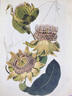 植物大發(fā)現(xiàn) 黃金時(shí)代的圖譜藝術(shù)（異步圖書出品） 曬單實(shí)拍圖
