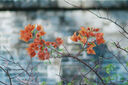 適馬20-200mm F3.5-6.3 DG Contemporary 全畫(huà)幅微單 一鏡走天下 旅游風(fēng)光 索尼E卡口 官方標配 曬單實(shí)拍圖