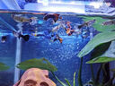 寶贈紅海豐寶贈紅 魚食小型魚飼料燈科魚料增紅增艷魚糧 袋裝 10g 2袋 緩沉型 曬單實(shí)拍圖