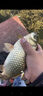 魚誘抖米二代餌料逗釣鯽魚秋季野釣黑坑主攻大板專用濃腥麝香快速誘魚 嘗鮮1瓶裝【麝香】 曬單實拍圖
