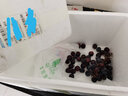 帆兒莊園云南夏黑一級葡萄提子新鮮葡萄甜脆爽新鮮水果生鮮 2.5kg 曬單實(shí)拍圖