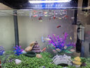 小型熱帶魚(yú)活體活物親嘴魚(yú)曼龍魚(yú)金元寶虎皮寶藍鳳凰寵物魚(yú)觀(guān)賞魚(yú) 彩群魚(yú)顏色隨機8條 曬單實(shí)拍圖