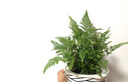 流水趣 綠植花卉鮮活苔蘚微景觀生態(tài)瓶蕨類盆景假山裝飾水陸缸植物材料 狼尾蕨 曬單實拍圖