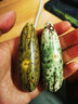串派精品千眼菩提子原籽原料果 大果綠果紅果按斤文玩手把件老料胖果 精選長(cháng)8-9厘米半斤約5個(gè)果 曬單實(shí)拍圖