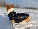超可耐防風(fēng)防水比熊衣服秋冬加厚狗狗衣服小型犬泰迪博美雪納瑞四腳棉衣 綠色 3XL碼（適合17-22斤） 曬單實(shí)拍圖