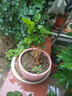 重瓣茉莉花盆栽濃香型南方四季開(kāi)花帶盆驅蚊綠植花卉室內陽(yáng)臺庭院 茉莉5~6棵帶花苞發(fā)貨【不含盆】 曬單實(shí)拍圖