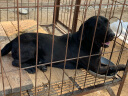美洛帝 狗粮10kg 泰迪金毛萨摩耶阿拉斯加拉布拉多20斤 幼犬 实拍图