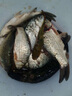 鳳靈王尼龍網(wǎng)線漁網(wǎng)三層沉網(wǎng)加粗手工魚網(wǎng)耐用網(wǎng)大魚絲網(wǎng)沾魚網(wǎng)漁網(wǎng)粘魚 1.4米高22米長三層3指沉網(wǎng) 曬單實拍圖