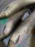 鉤鋒 大物夜光漂鰱鳙青魚(yú)鯉魚(yú)草魚(yú)魚(yú)漂日夜兩用電子漂加粗醒目磯釣漂遠(yuǎn)投巨物浮漂短身漂路滑 磯竿滑漂 遠(yuǎn)投夜光滑漂【加粗3目吃鉛約8克】可變色1只 曬單實(shí)拍圖