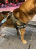 出眾者狗背帶狗狗牽引繩胸背帶狗繩小中型犬夏季狗鏈柯基柴犬邊牧遛狗繩 煙綠色（胸背帶） S（建議25-45斤內(nèi)） 曬單實(shí)拍圖