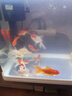 AIPHAROW冷水觀(guān)賞魚(yú)好養耐活淡水大中小型魚(yú)珍珠碟尾蘭壽金魚(yú)活體草金耐活 混搭泰獅 4-5CM3條（無(wú)起頭） 曬單實(shí)拍圖