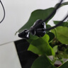 ZNNCO有線耳機半入耳式電腦麥克風二合一usb接口游戲降噪電競耳麥音樂K歌運動語音通話筆記本臺式通用 雙插頭丨3米加長款丨3.5mm口 高清通話丨聽聲辨位丨智能線控 曬單實拍圖