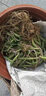 怡香居 佛珠吊蘭盆栽垂吊植物珍珠吊蘭室內(nèi)情人淚多肉植物紫玄月植物 佛珠+情人淚+紫玄月 帶盆栽好 曬單實拍圖
