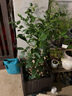 葉之靜檸檬樹(shù)苗 陽(yáng)臺 庭院植物 南方北方種植 果樹(shù)苗 當年顆結果 香水檸檬 10年大苗當年結果 曬單實(shí)拍圖