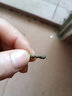 禮銘 綠檀纖細多圈佛珠手鏈簡約和田玉古風小清新檀木手串文藝情侶款 綠檀纖細多圈佛珠手鏈-4mm款 曬單實拍圖