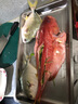 皆鄰東山島生鮮海捕東星斑 新鮮活凍 春節(jié)海鮮禮盒 石斑魚 年貨海鮮 1100-1200g/條 曬單實拍圖