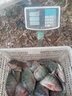 冠標(biāo)競(jìng)技狼牙子線雙鉤黑坑防纏繞成品魚鉤綁好全套裝釣魚鉤鯽魚鉤正釣 正釣狼牙（鉤9號(hào)，線1.5-2.0#） 曬單實(shí)拍圖
