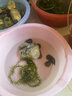 彌翠園甲魚(yú)苗活體外塘養殖中華老鱉鮮活小甲魚(yú)團魚(yú)正宗水魚(yú)苗王八鱉魚(yú)苗 10只甲魚(yú)苗（2-4克） 曬單實(shí)拍圖
