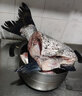 片言片魚 千島湖胖頭魚6-35斤 活魚現(xiàn)殺 正宗千島湖生態(tài)鳙魚 大頭魚花鰱鳙 凈膛后10kg【25斤現(xiàn)殺】 曬單實拍圖
