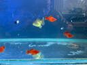 創(chuàng)寧過濾棉超凈水加厚高密度蜂孔生化棉養(yǎng)魚用品水族箱底濾缸過濾材料 3D蜂窩過濾棉【150*30*0.3CM】2片裝 曬單實(shí)拍圖