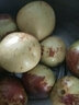 【順豐】野果八月瓜 麻藤包牛卵坨新鮮稀奇水果九月黃炸預(yù)知子 【大果】3斤（100-140g） 曬單實拍圖
