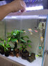 句星魚(yú)缸吸污器吸便器迷你換水器小型抽水管吸糞水器清理清洗用品 大號(hào) 吸便器 黑色 升級(jí)款 全長(zhǎng)53.7cm 曬單實(shí)拍圖