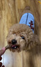 寵星記 寵物衣服 中小型犬貓 可愛卡通背心 冬季居家防飄毛 泰迪比熊 淺藍(lán)背帶 大號XL碼 胸圍42-46cm 曬單實拍圖