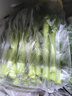 水果蔬菜菜心新鮮菜花菜薹水白菜花心青菜心蔬菜順豐發(fā)貨 5斤裝 曬單實拍圖