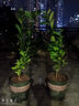 香水檸檬樹(shù)苗盆栽嫁接四季綠植帶花果苗室內陽(yáng)臺庭院地栽花卉植物 青皮紅肉檸檬三年苗 40cm(含)-50cm(不含) 曬單實(shí)拍圖