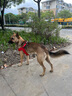 出眾者（Spanker）狗狗牽引繩狗背帶柴犬胸背帶外出夏季小中型柯基田園遛狗繩牽狗繩 玫瑰紅【不含狗繩】 S碼（10-20斤） 曬單實(shí)拍圖