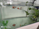 寶贈(zèng)紅寶增紅海豐小型魚飼料燈科魚飼料燈魚斗魚食寶增紅孔雀魚糧魚飼料 燈魚10g*10包 微顆粒 曬單實(shí)拍圖