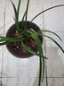浙江 濃香 蘭花苗 春蘭 老八種 荷瓣陽(yáng)臺花卉植物 盆栽 春蘭黃金牡丹1顆4苗連體18 不含盆 曬單實(shí)拍圖