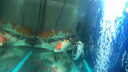 森森森森魚(yú)缸變頻水泵大流量潛水泵水族箱抽水泵底濾水泵魚(yú)池循環(huán)水泵 10W 靜音 2000L/H+2米20MM水管 曬單實(shí)拍圖