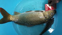 力丸路滑線(xiàn)組配件太空豆套裝全套精品磯竿遠投釣魚(yú)主線(xiàn)路亞滑漂釣組 路滑套裝小號（1.5-3號線(xiàn)）5套裝 曬單實(shí)拍圖