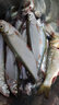 老鬼老鬼狂拉翹嘴餌野釣湖庫浮釣魚(yú)餌料湖庫之王系列釣魚(yú)餌料 曬單實(shí)拍圖