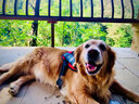 皇家狗糧 大型犬 成犬糧 GR26-15月齡以上  金毛拉布拉多阿拉斯加狗糧 大型犬成犬 15kg*1包 曬單實拍圖