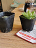 迎虞花苑辦公室喜陰喜水多肉植物室內迷你小盆栽 冰川玉露 帶塑料盆 曬單實(shí)拍圖