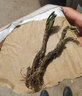 石光小站 九死還魂草吸水石上水石假山盆景植物小葉卷柏綠植盆栽 1-2頭小葉高桿卷柏 曬單實(shí)拍圖
