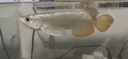 瀚幻金龍魚活魚藍底過背金龍練手龍魚活體高背金龍古典熱帶魚黃化銀龍 24K B級過背金龍18-20cm包發(fā)金 曬單實拍圖