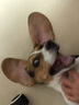 帥帥名寵帥比格犬小型短毛犬保純種活體寵物幼犬  英國小獵犬60天健康保障 寵物級(jí) 曬單實(shí)拍圖