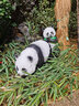 半語太陽能兔子燈戶外發(fā)光兔子防水仿生動(dòng)物燈公園造型燈庭院裝飾燈 熊貓 A款太陽能-暖光【一只】 曬單實(shí)拍圖