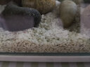 共度（Gong Du） 鱼缸装饰造景石底砂  鱼缸彩色沙子水族箱装饰品底沙 白贝壳沙3L约6斤 实拍图