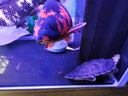 百因美（BIOZYM）魚(yú)缸硝化細菌觀(guān)賞魚(yú)養魚(yú)養水魚(yú)池錦鯉用品高濃縮消化細菌水族箱 錦鯉液體硝化細菌1000mL 曬單實(shí)拍圖