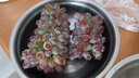 芒司令【順豐】精品茉莉香葡萄新鮮采摘著(zhù)色香玫瑰香味甜孕婦網(wǎng)紅水果 【茉莉香葡萄】2斤 曬單實(shí)拍圖