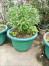 九層塔潮汕金不換盆栽食用主廚房九層塔盆栽食用羅勒植物香料甜羅 5年苗--葉子帶濃香味 不帶盆 曬單實(shí)拍圖