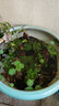 魚(yú)缸石頭造景石松皮石天然大塊多孔盆景擺件配件裝飾品真假山 看圖選：386 曬單實(shí)拍圖