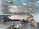 繪彩天然益生菌水族酸奶 龍魚觀賞魚厭食活菌預防腸炎營養(yǎng)液促進食欲1 水族酸奶天然益生菌【500ML/瓶】 曬單實拍圖