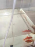 大拇指錦鯉專用飼料魚(yú)食魚(yú)糧通用 大包裝金魚(yú)料顆粒飼料觀賞魚(yú)糧高蛋白 5斤【上浮/育成】約3.5mm 曬單實(shí)拍圖